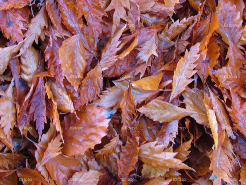 leaves