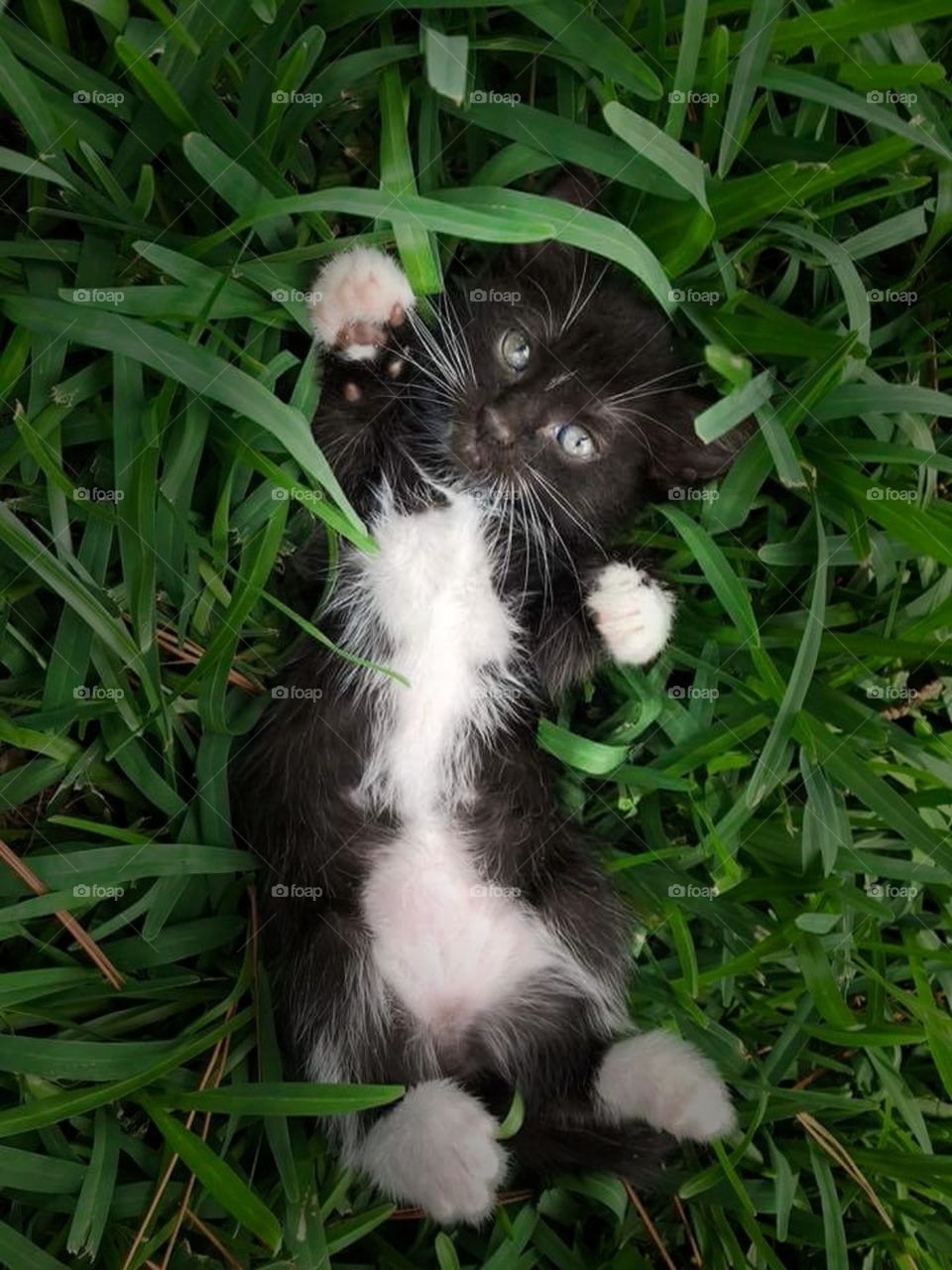 playful kitten in grass