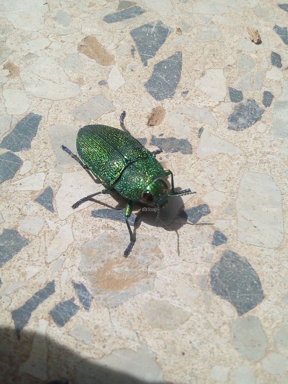 Jewel Beetle