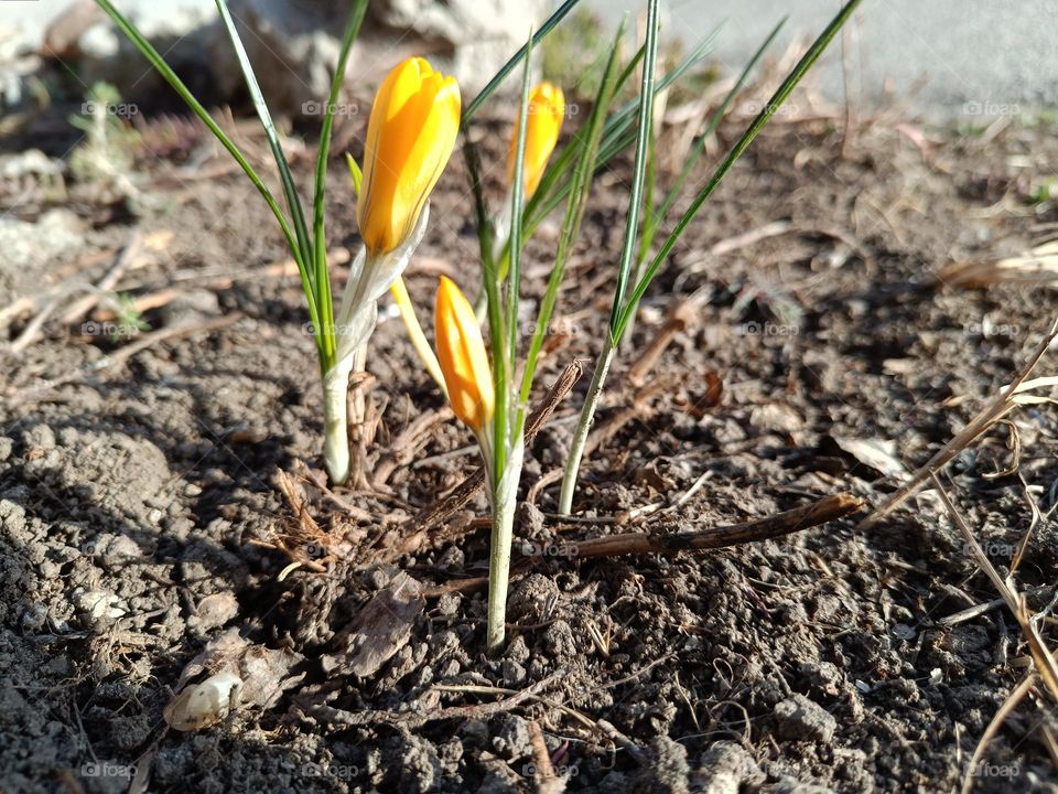 yellow crocuses