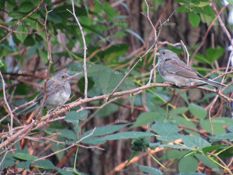 Pair of small birds perched in the bush along the corn field.