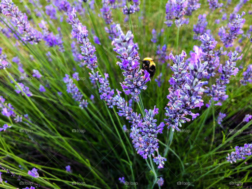A busy bumblebee pollinating lavender plants during summertime