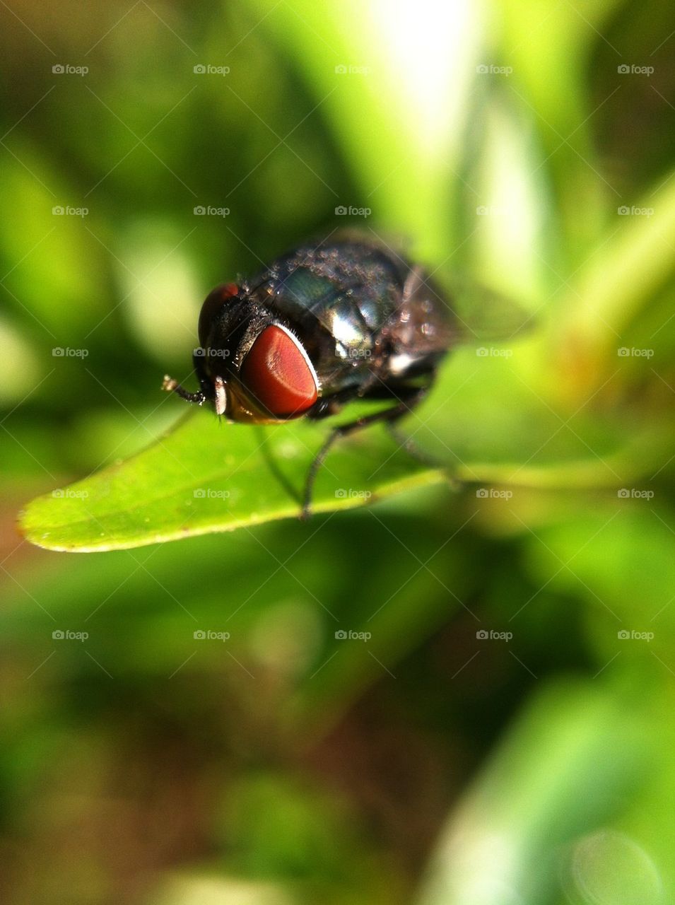 Macro shot of fly on green leaves