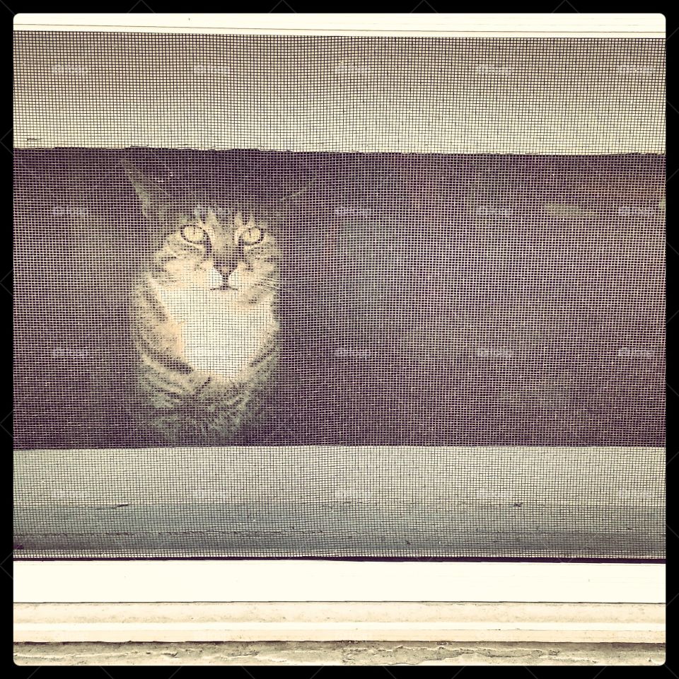 Cat Looking Through a Window Screen