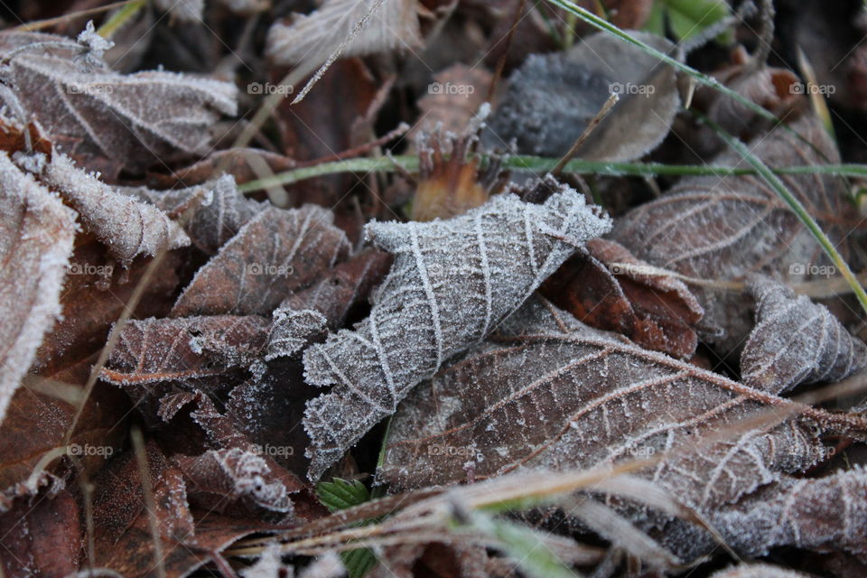 Frosty leaves