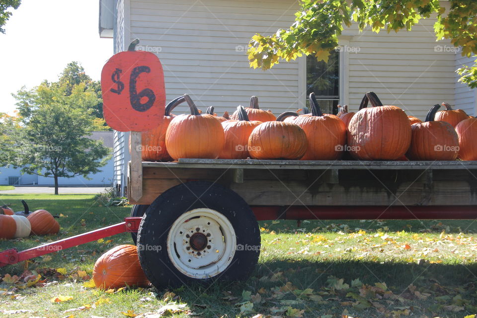 Pumpkins for sale