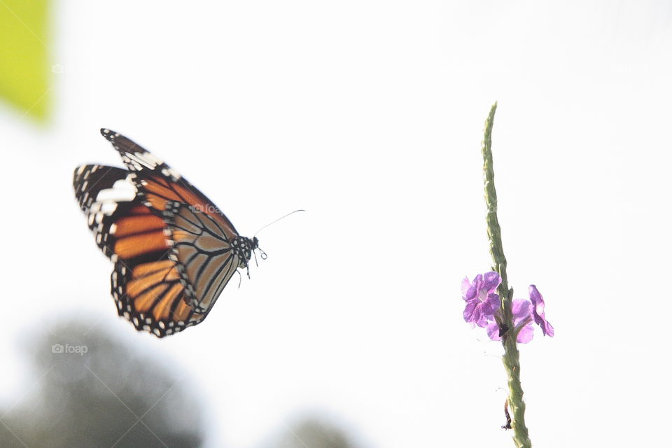 a butterfly flying towards a flower