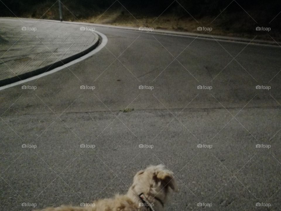 Inicio de la búsqueda 🐶🐗📷