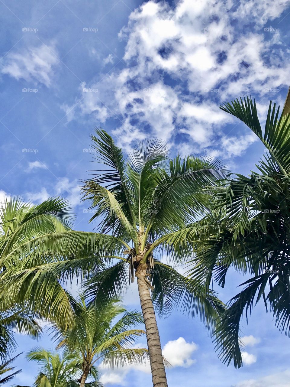Palm trees with a blue sky 