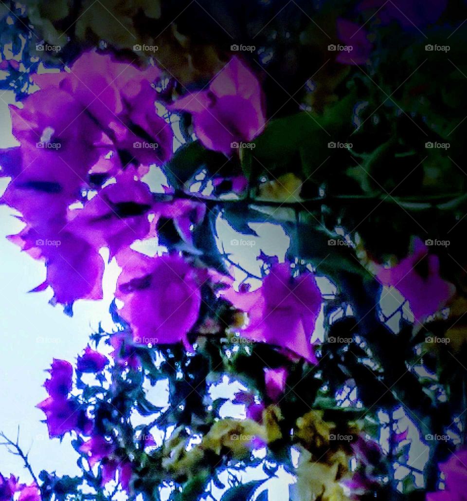 Shade on Blossoms (stylized)