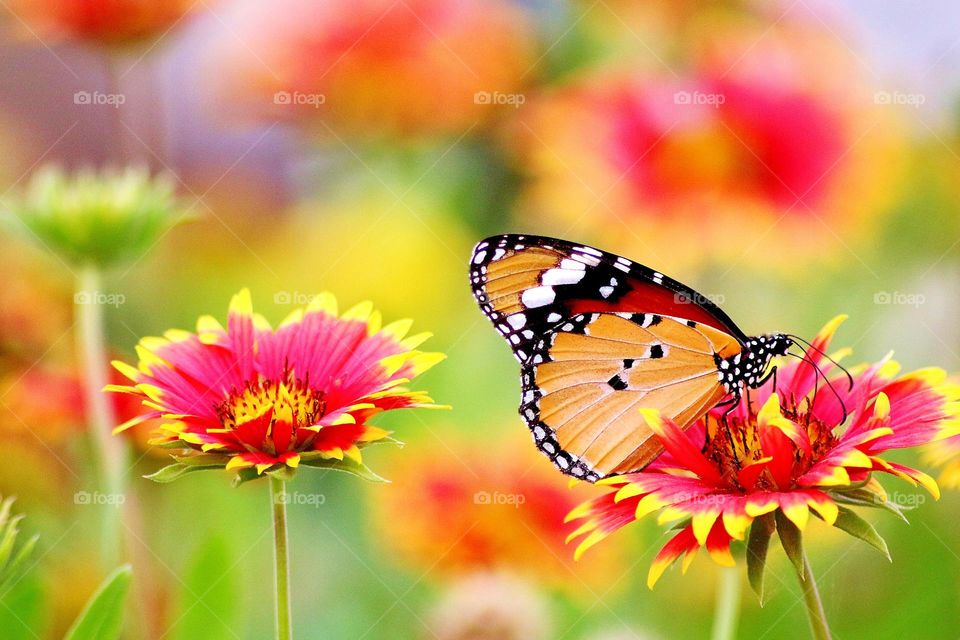 Natural butterfly on the flowers