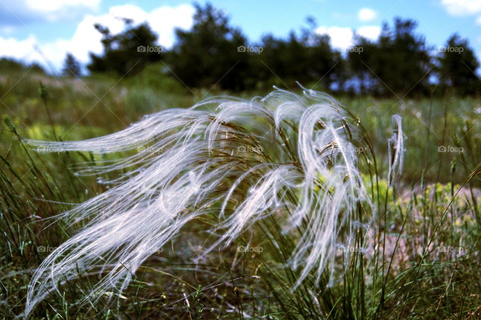 grass in the field