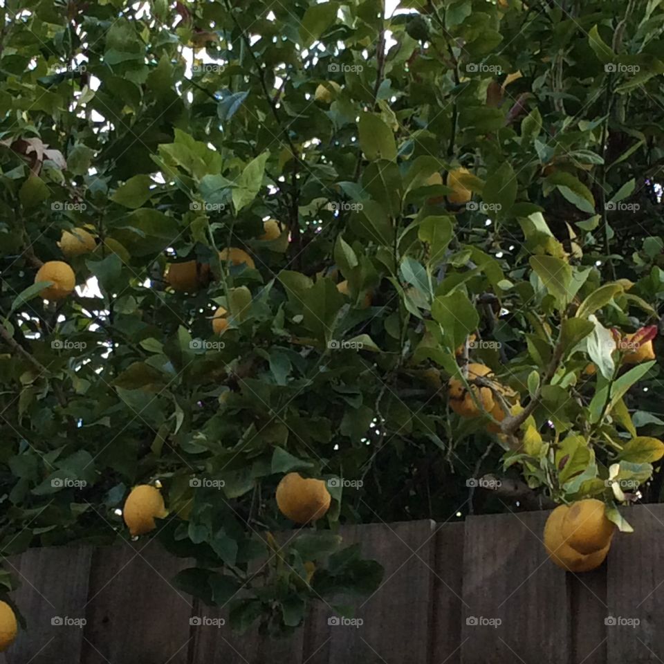 Lemons in winter season