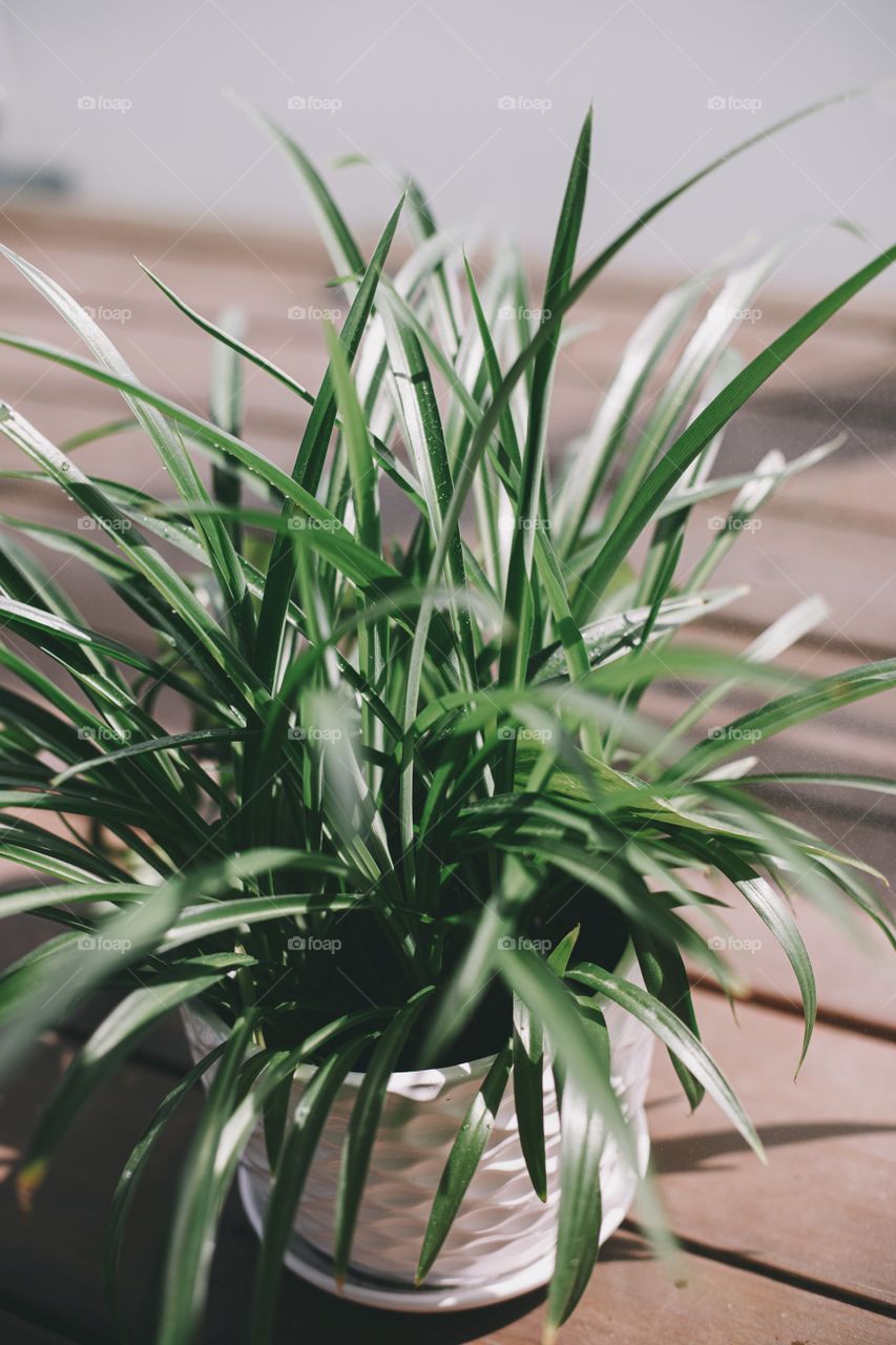 Close Up Of A Green Spikey Plant In A White Pot