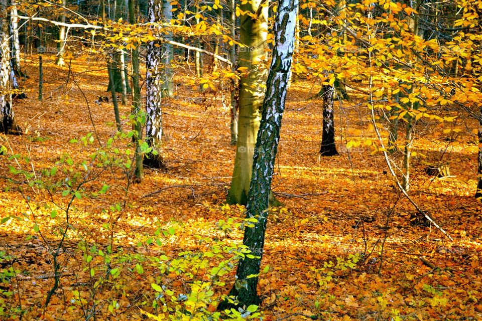 Autumn, fall, höst
