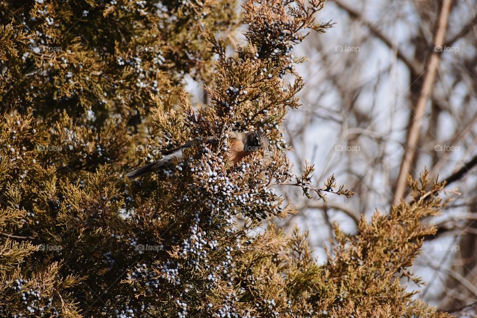 Bird tree