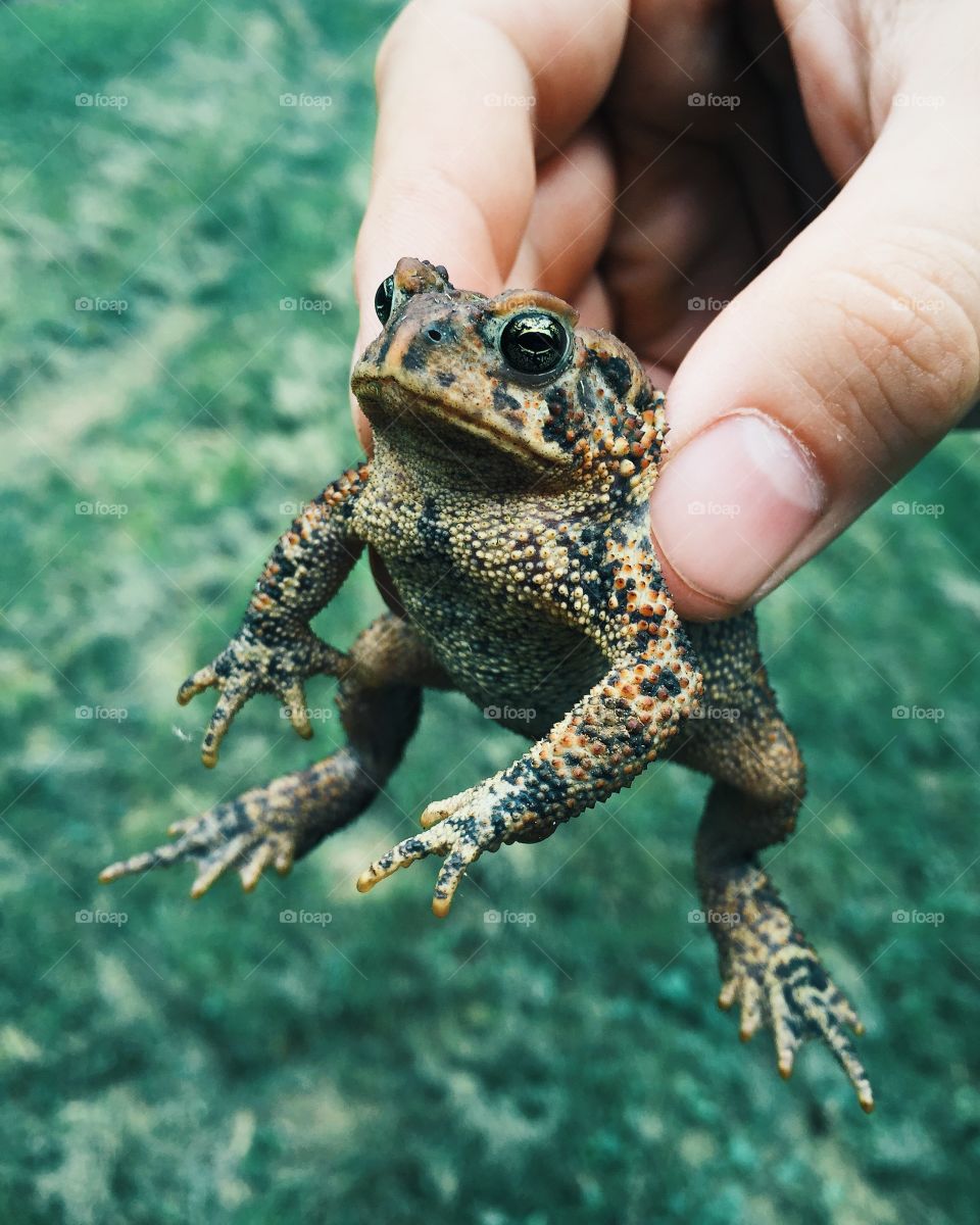 Holding a large toad