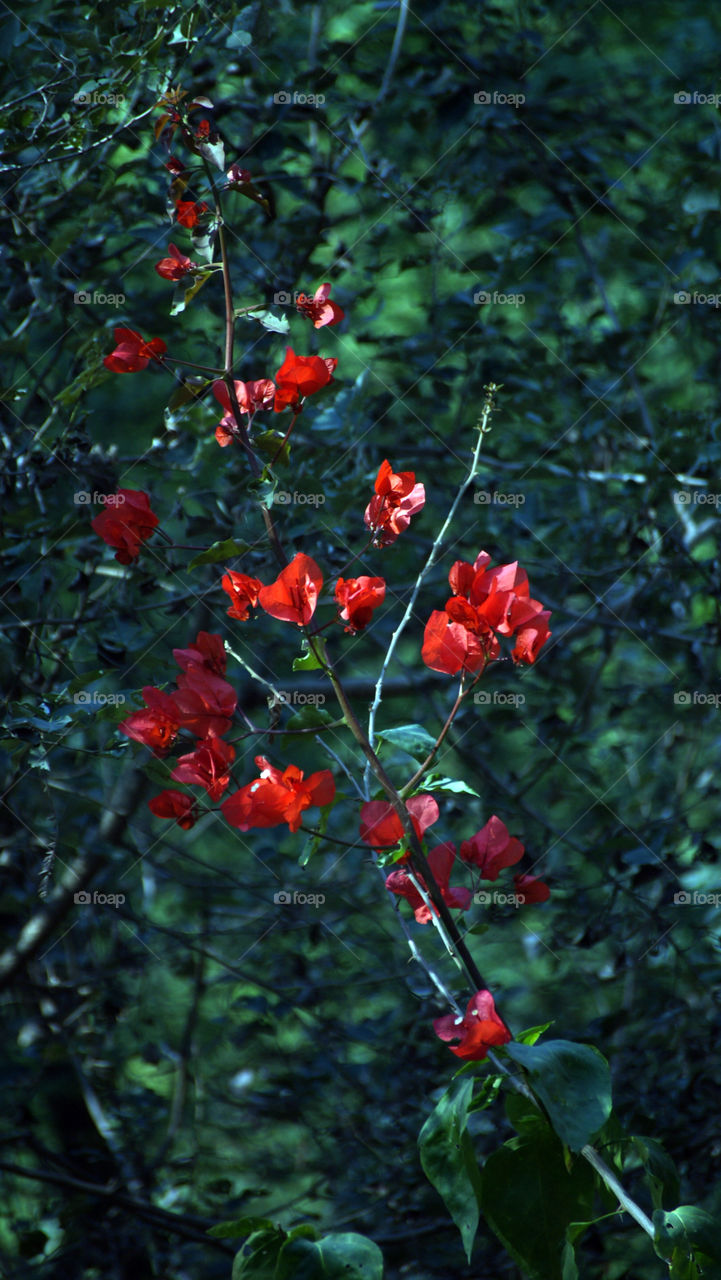 Light falling on flowers and adding a magical glow to them, making them more attractive.