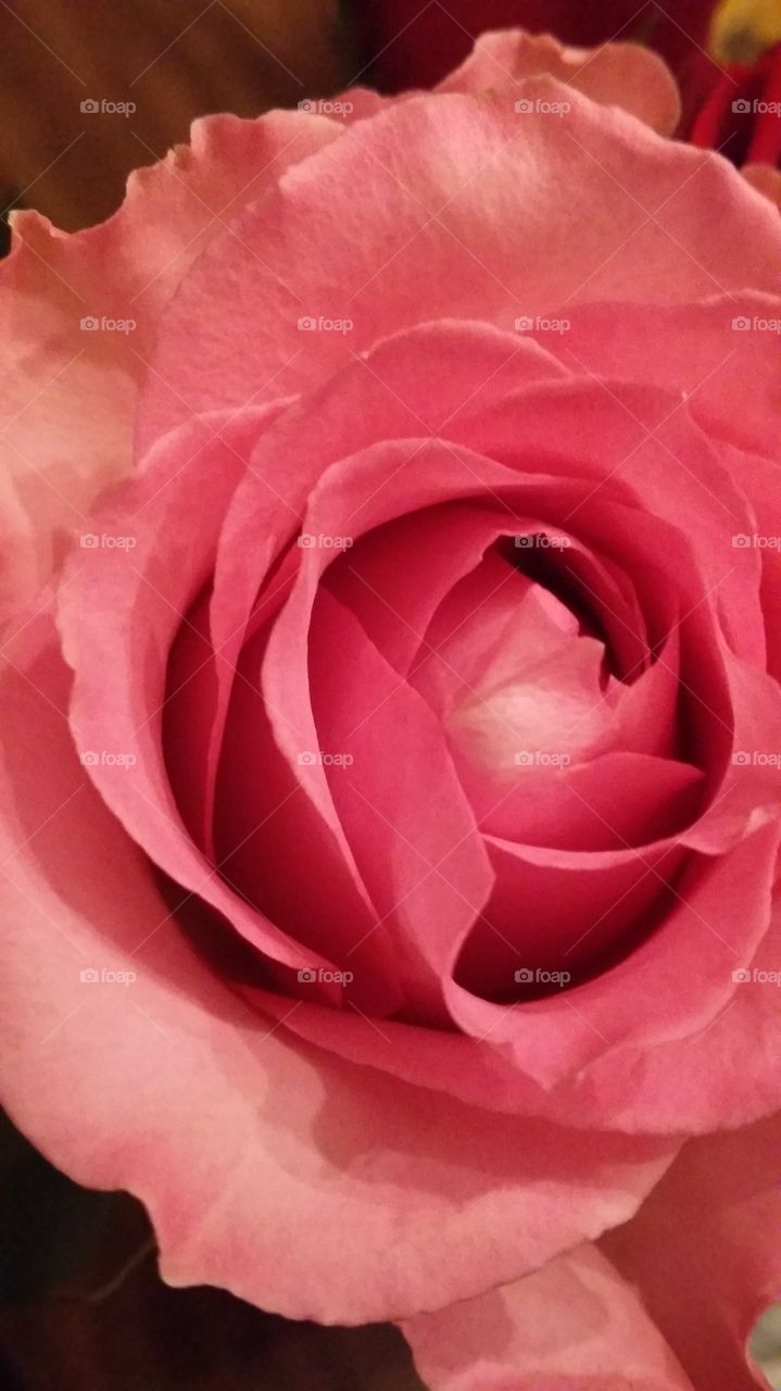 blush rose . close up of rose