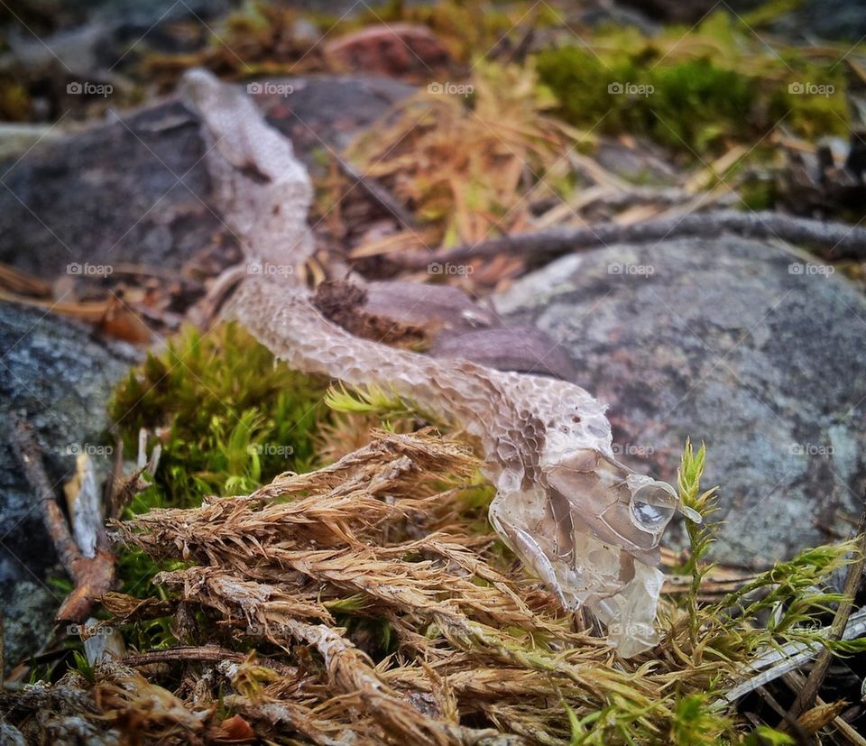 Molted snakeskin