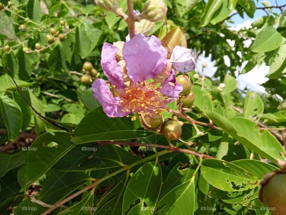 The flowers around us,my garden ( Countryside)