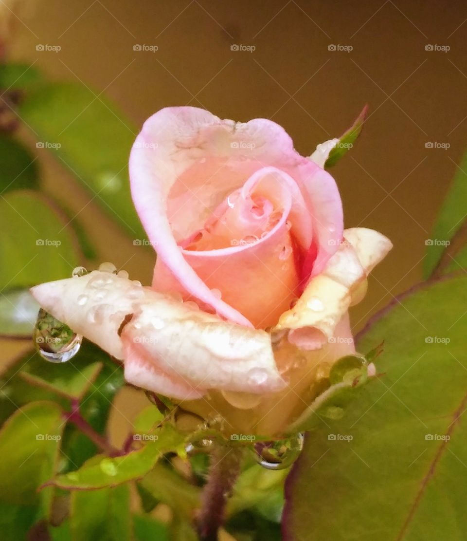 dew on a rose