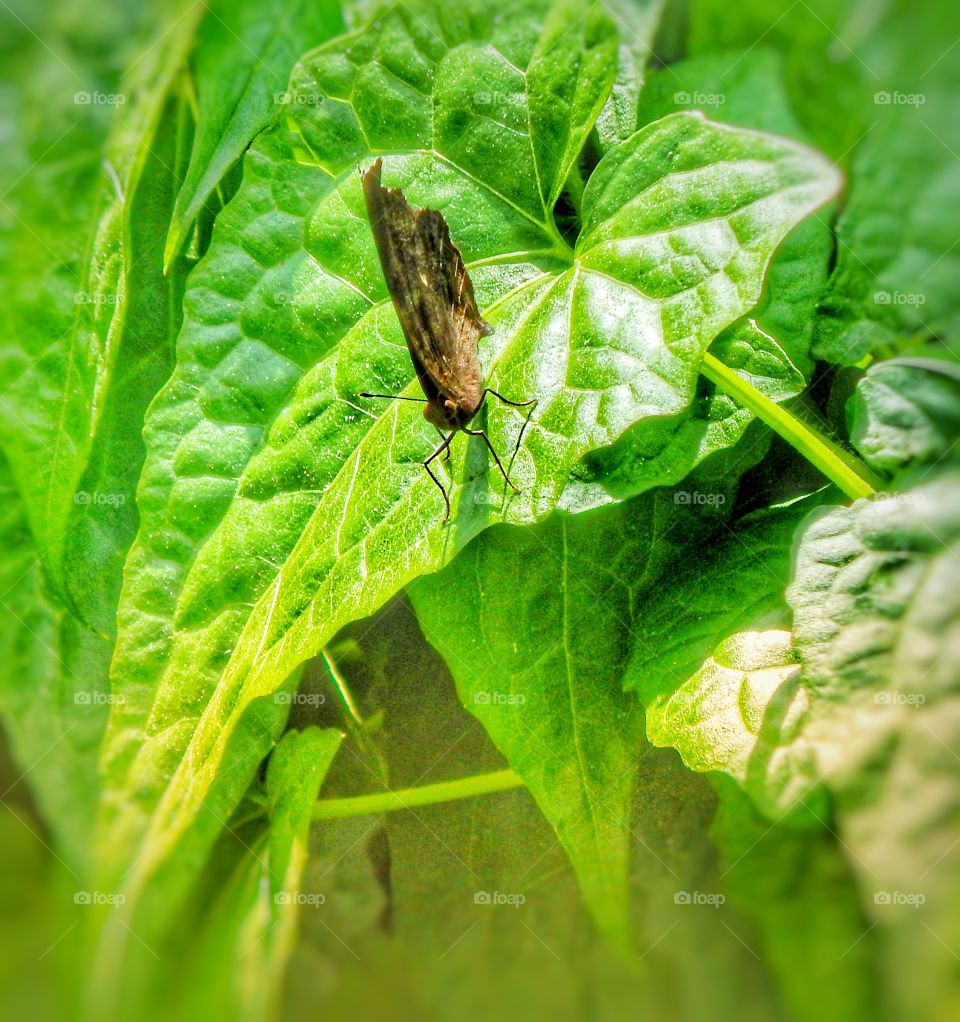 A skipper fly on a  green leave