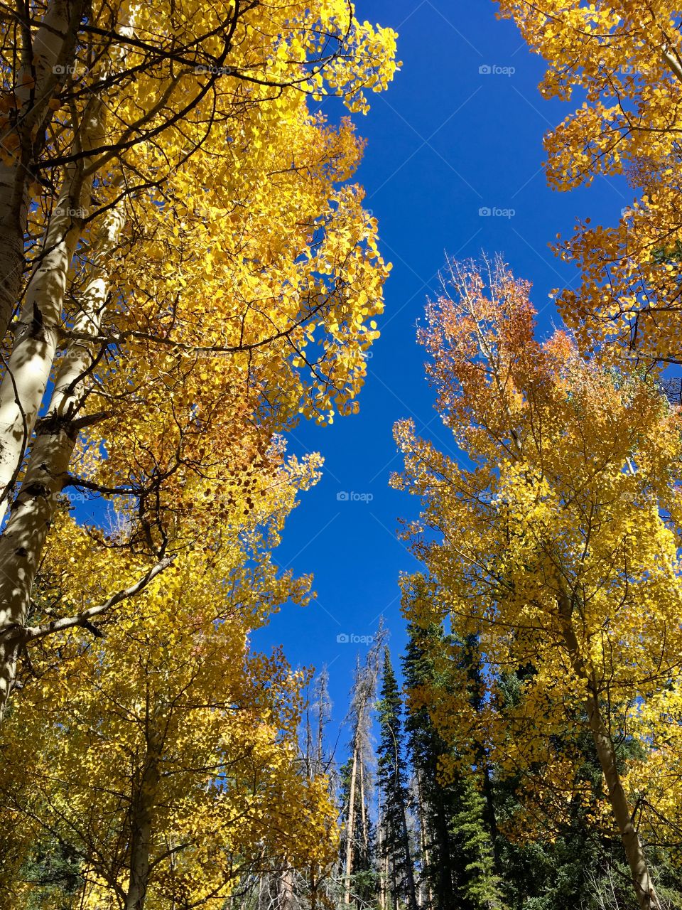 Colorado fall