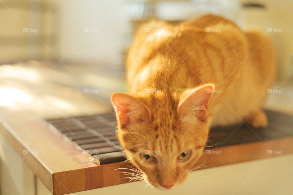 macro close orange cat by seval0001