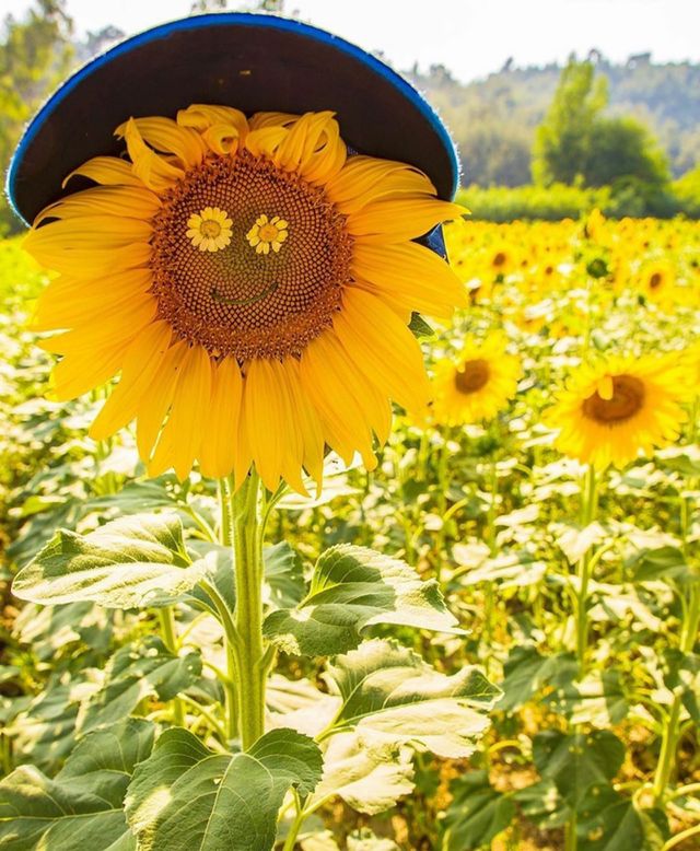 say hello to summer