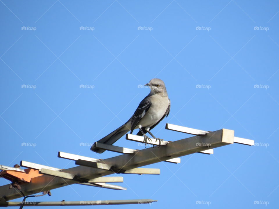 To Photograph a Mockingbird 