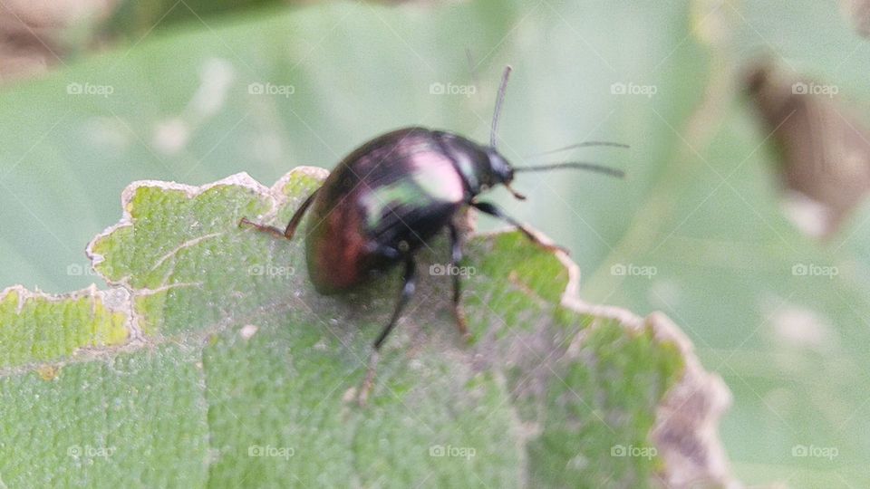 Leaf beetle