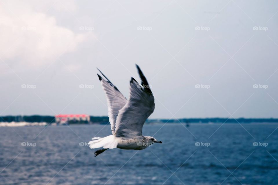 beach water bird united states by Elbeatz