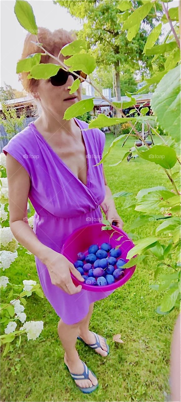 It’s time to harvest big ripe juicy plums from the trees of the garden of the one story house in “Lower Bavaria”, Germany on a warm sunny summer afternoon in late August of 2024. Hypnotic Productions