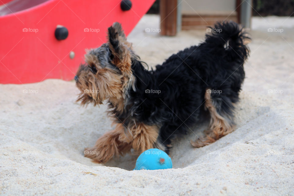 Yorkie Dog