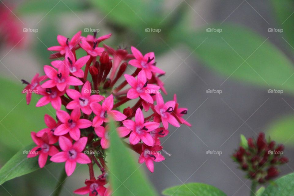 wish on a star,star flower