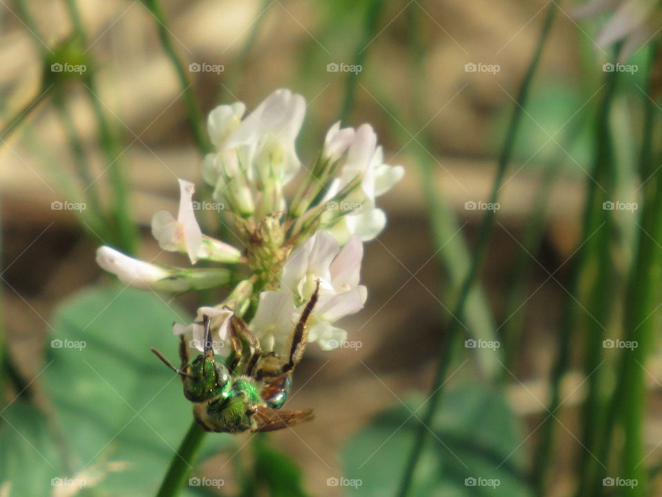 Green bee on clover