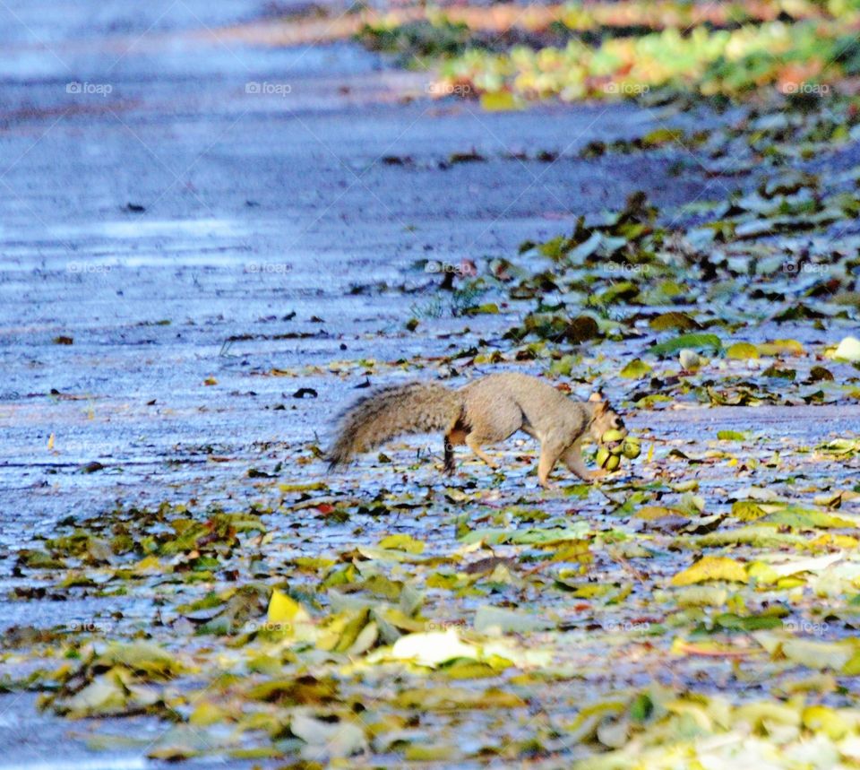 squirrel with a mouth full of nuts