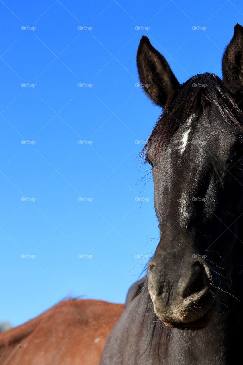 Wild mustang horse headshot against vivid blue sky 