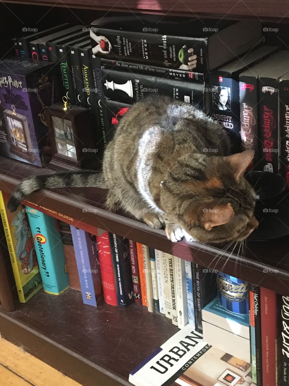 Cat on bookshelf brown tabby kitten cute adorable books