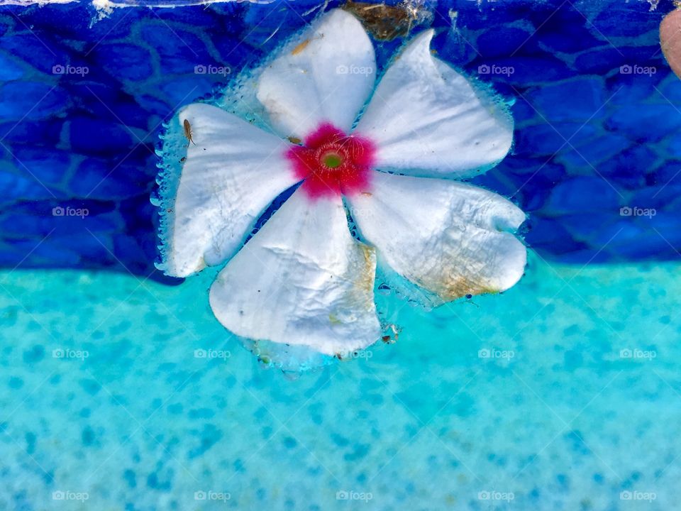 Flower petals floating in the pool