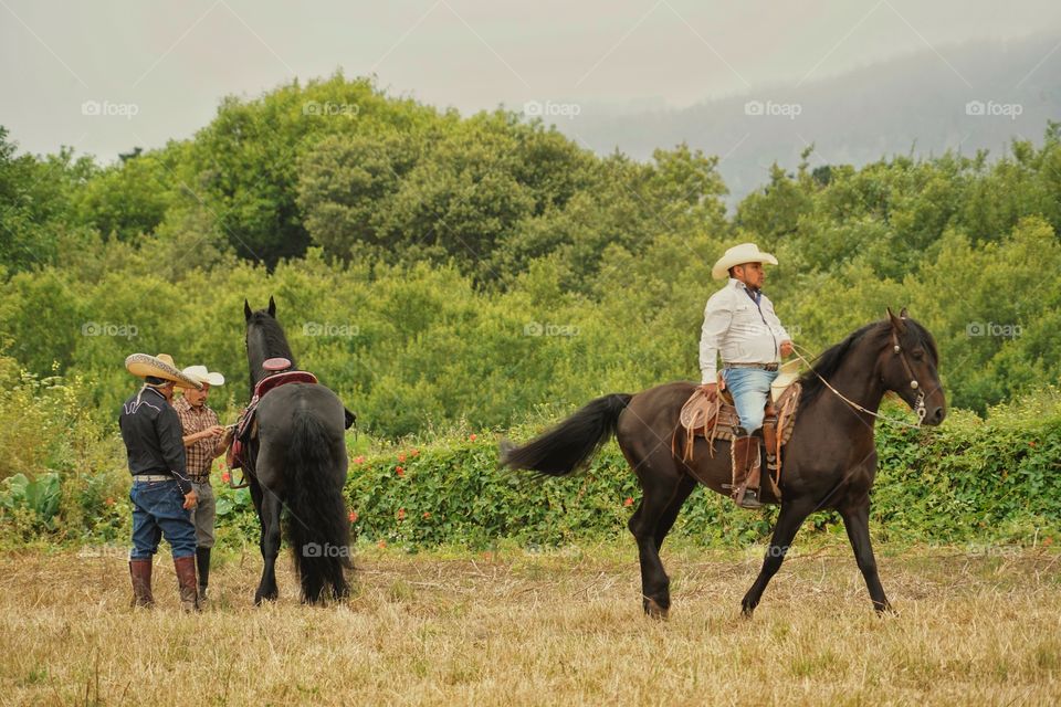 Mexican Vaqueros Working With Horses