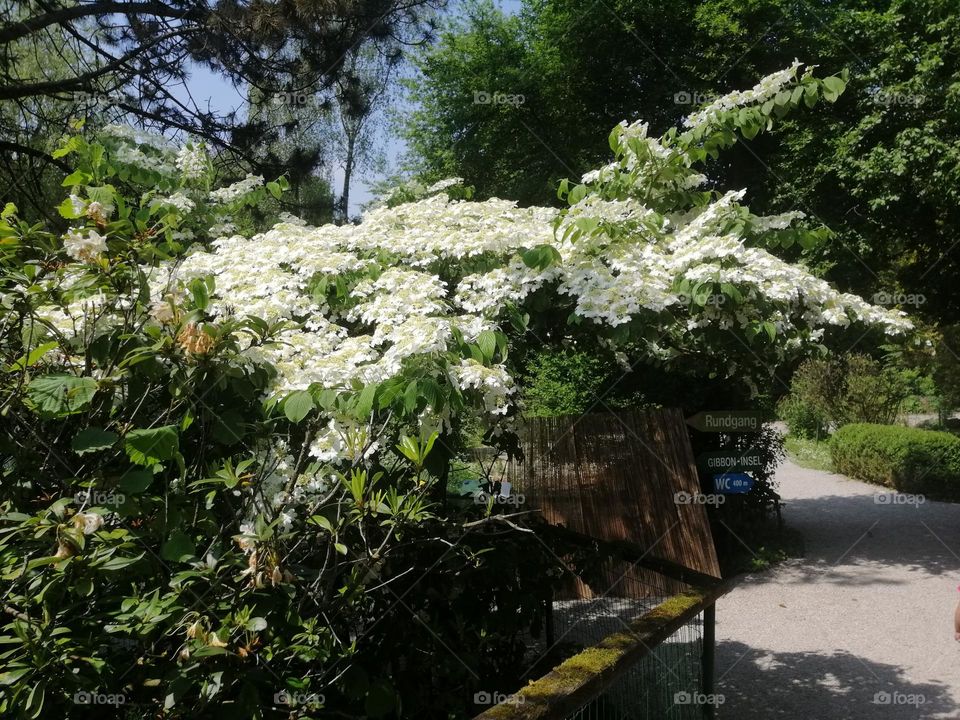 Plants at Schmiding Austria Zoo. Close to the city... With a lot of nature in a place so close to the city