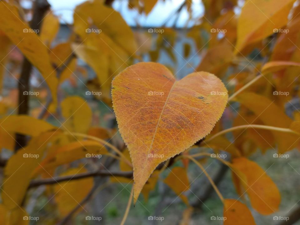 yellow leaves of trees,nature.