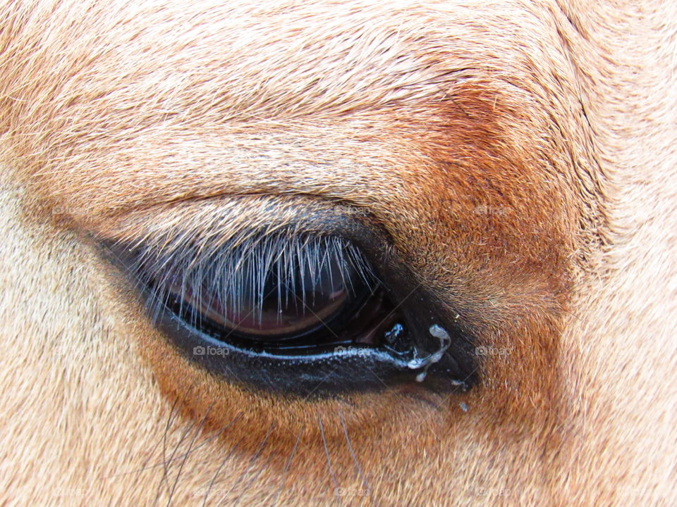 horse's eye