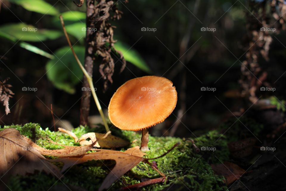 Wild mushroom