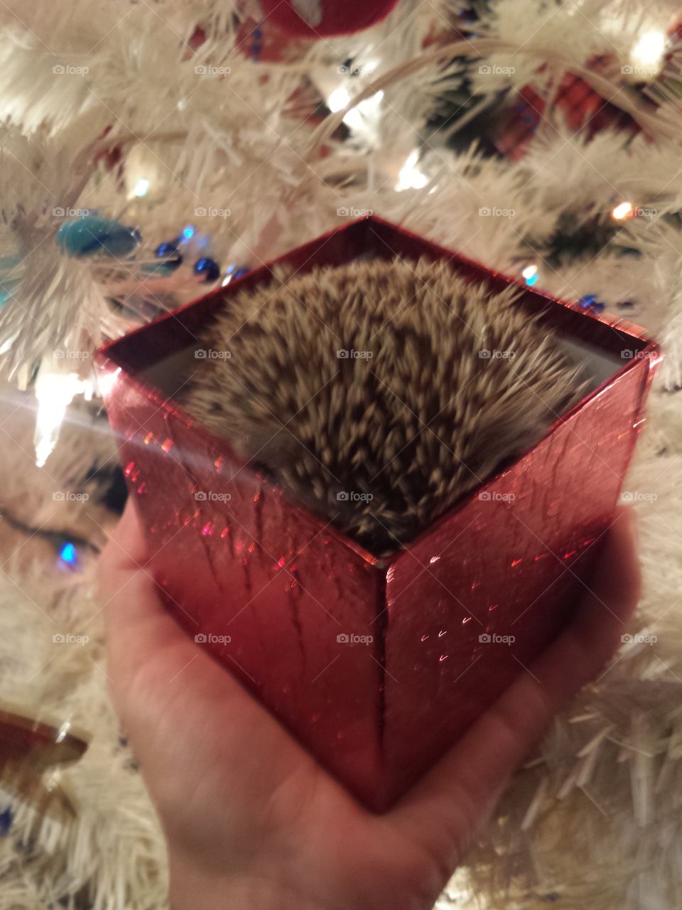 Christmas Quills