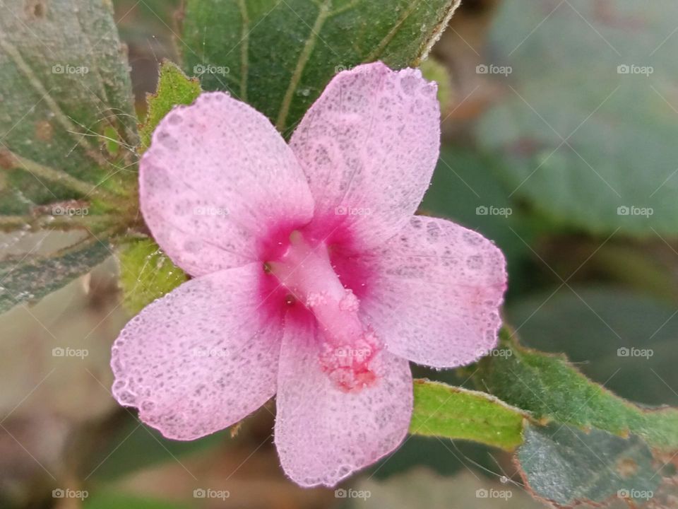 A beautiful picture of membrane like leaf