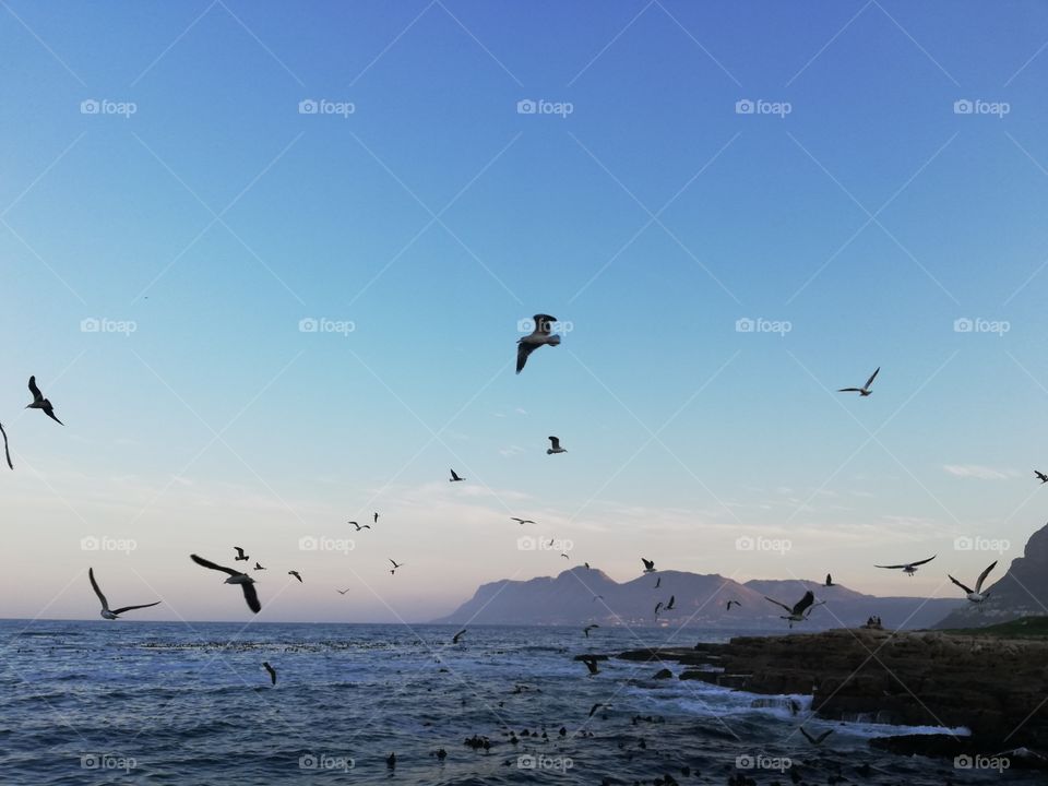 Sea, Sunset & Seagulls