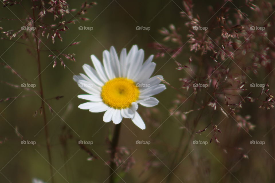 wild daisy